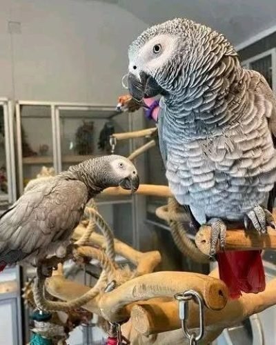 african_grey_parrot_shop_1675797865_3033134789225361357_56788652884