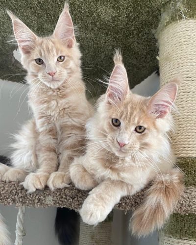 mainecoonsforu_1693266231_3179670065182236144_47478179339 (1)