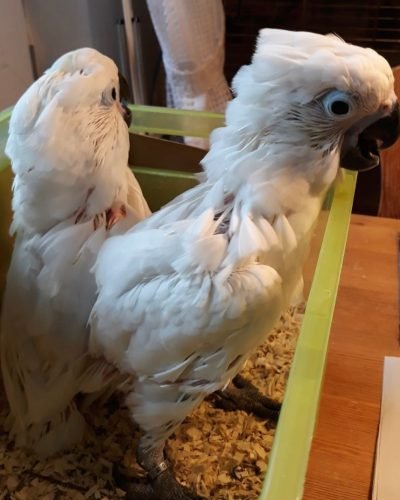 paradise_biird_farm_1736258004_3540311199189128337_51422065921