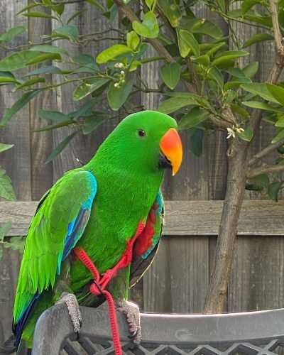 rico.eclectus.parrot_1644734917_2772559900924260724_14654987719