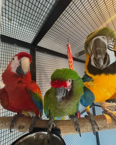 shelbythemacaw_1748615469_3643973128008761354_32914848228