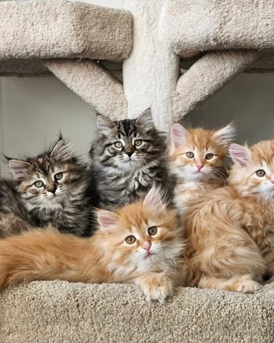 siberiantalecanada_1730664650_3493390744831295131_13816948988