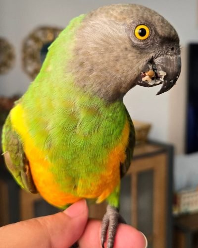 sophies_parrots_1740156907_3573017563004740413_10503233413